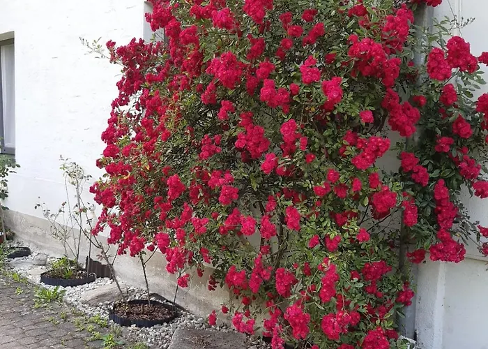 Wildwiese منزل للإقامة